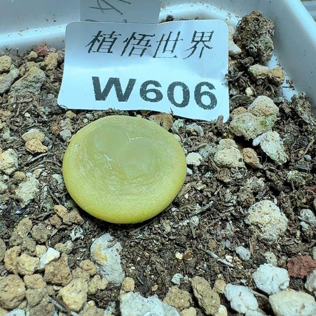 606盒多肉植物哇c