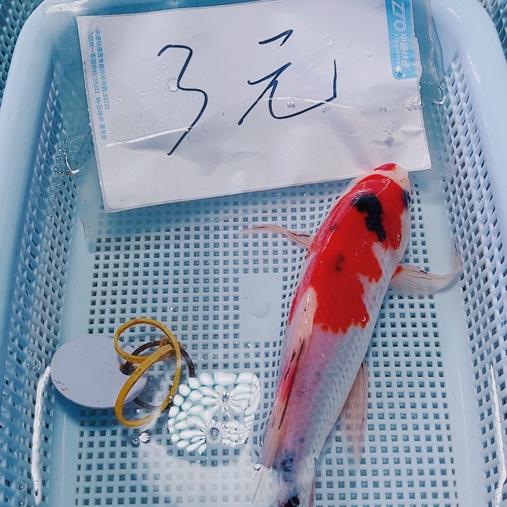 海水鱼锦鲤观赏鱼1