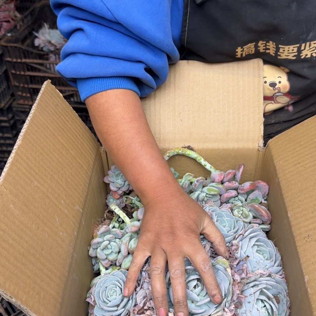 华***)多肉砍头 不包损6777