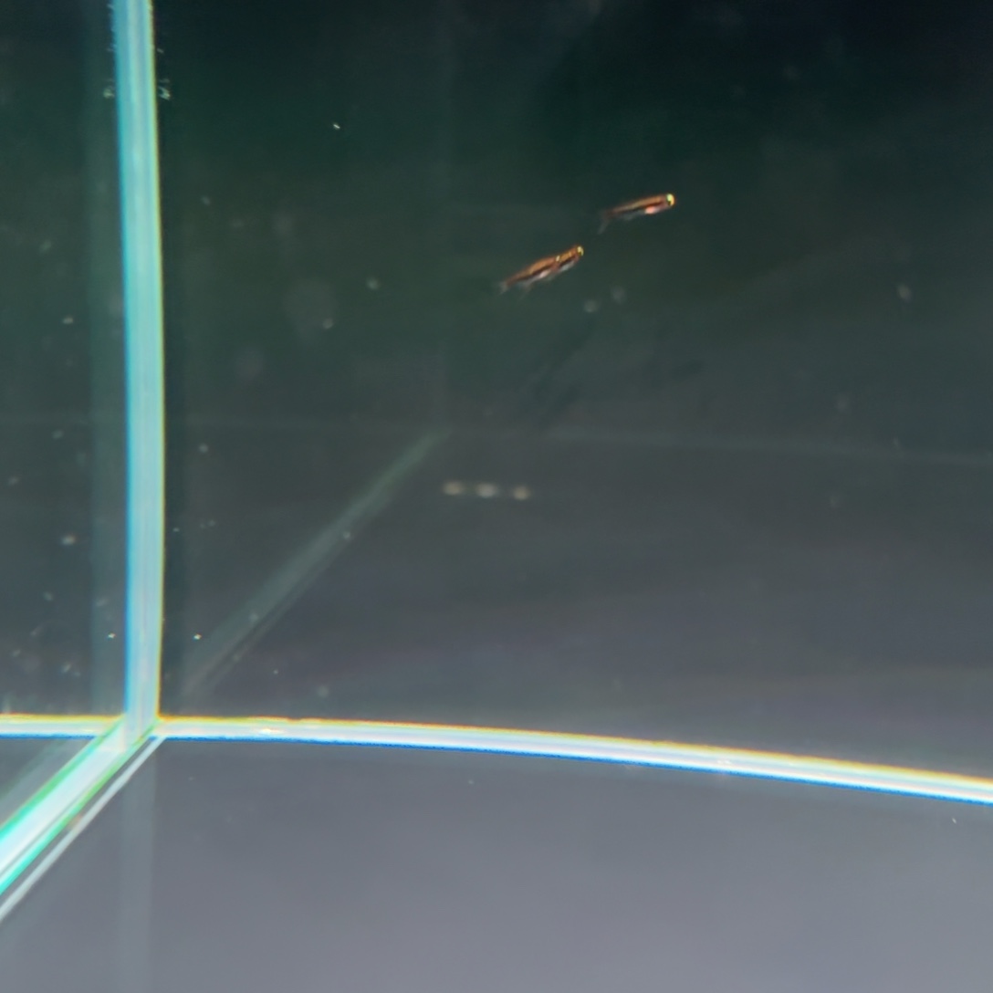 草***家灯科鱼火灵灯三条