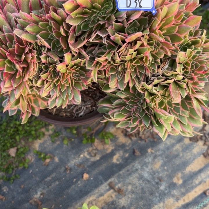 女神缀化多肉断枝不包38