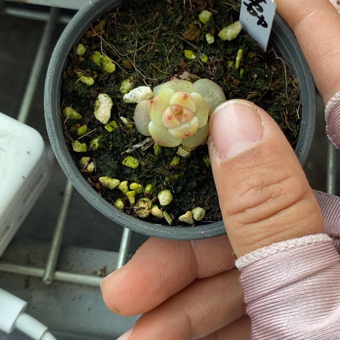 标签845荔枝一个多肉