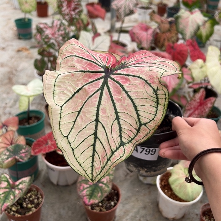 不开花植物A799勃艮第玫瑰不包叶损不包种球大小