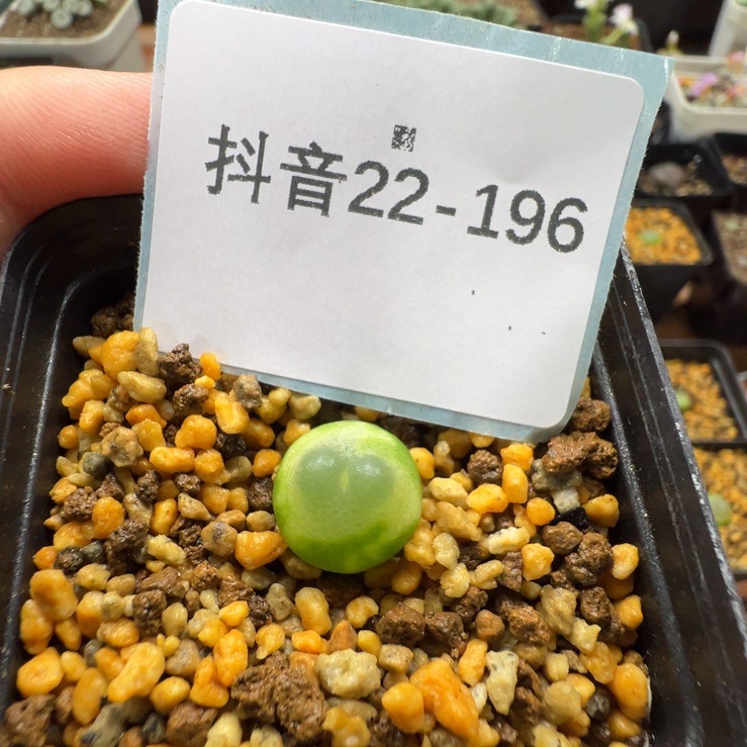 22-196肉锥多肉植物