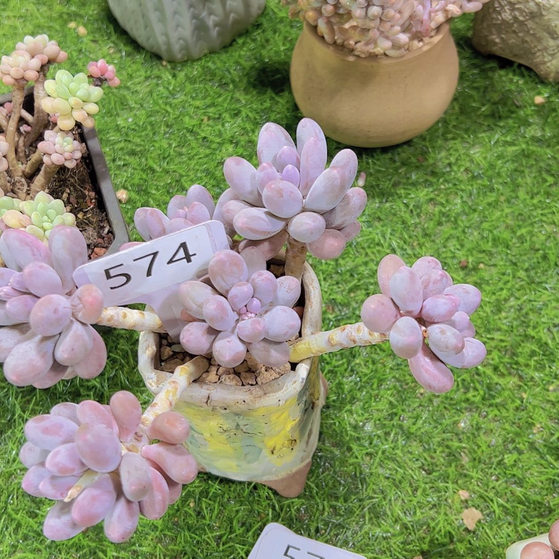 镇****店574紫汤圆28元元元