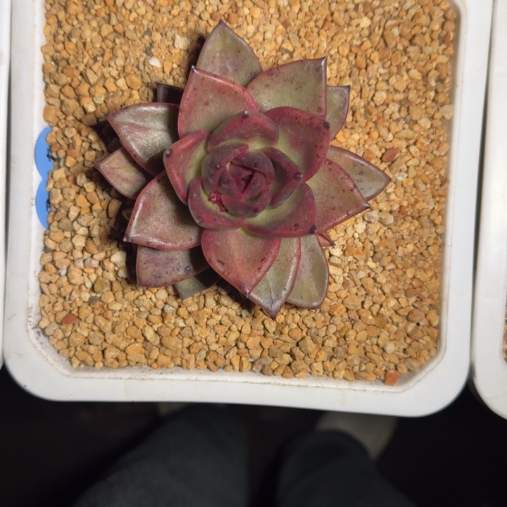 黑水晶 乌木 杂  一物一拍