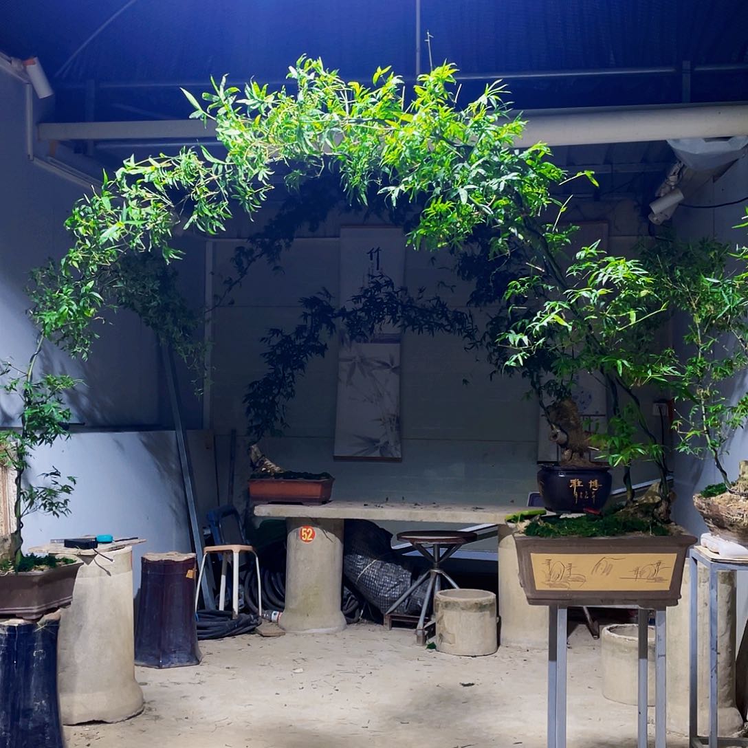 道***慧无花朵小叶簕竹熟桩陶瓷盆一物一拍