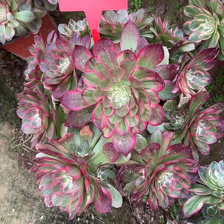 1-61莲花座多肉法师