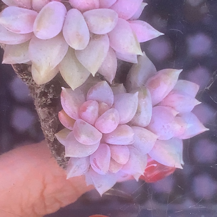 象牙群。（满9.99包邮不满9.99发叶子）