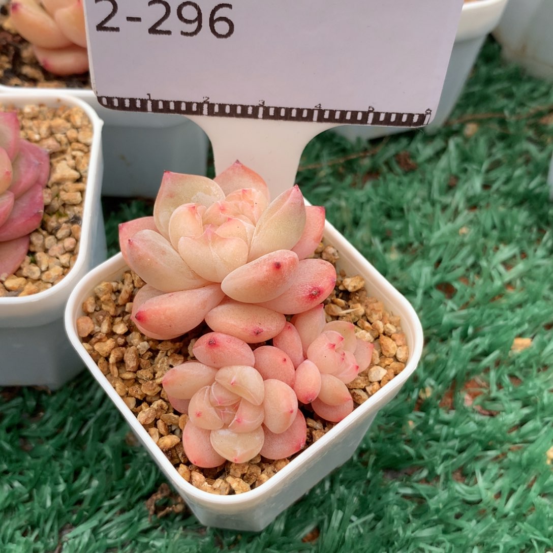 太妃糖优选杂交多肉58包邮