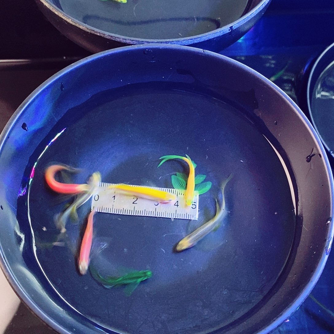 斑马鱼蝶翼斑马混搭共7个