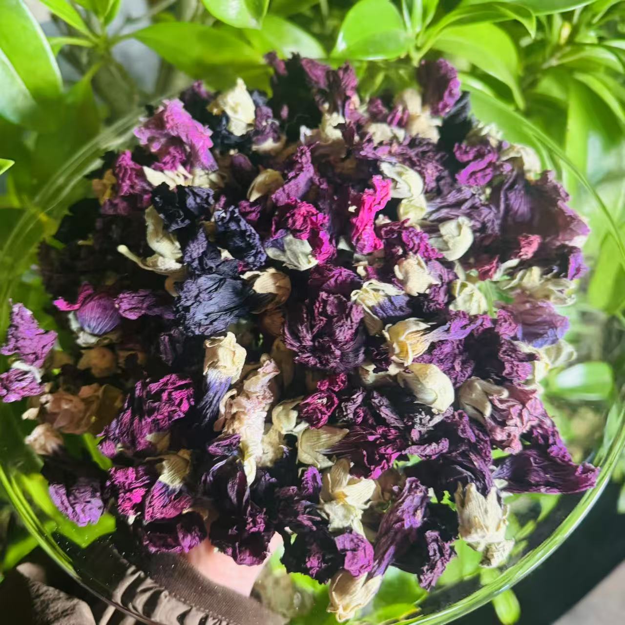 1【天-山-紫-莲】净含量50g-200g【阿忠现收】