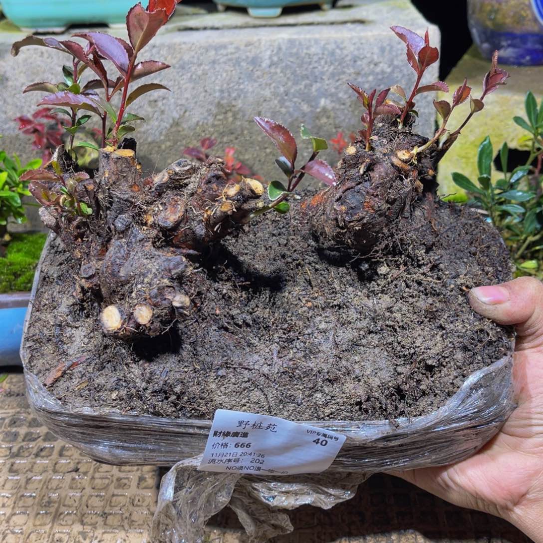 財***進当前无花朵，栽培后可花朵