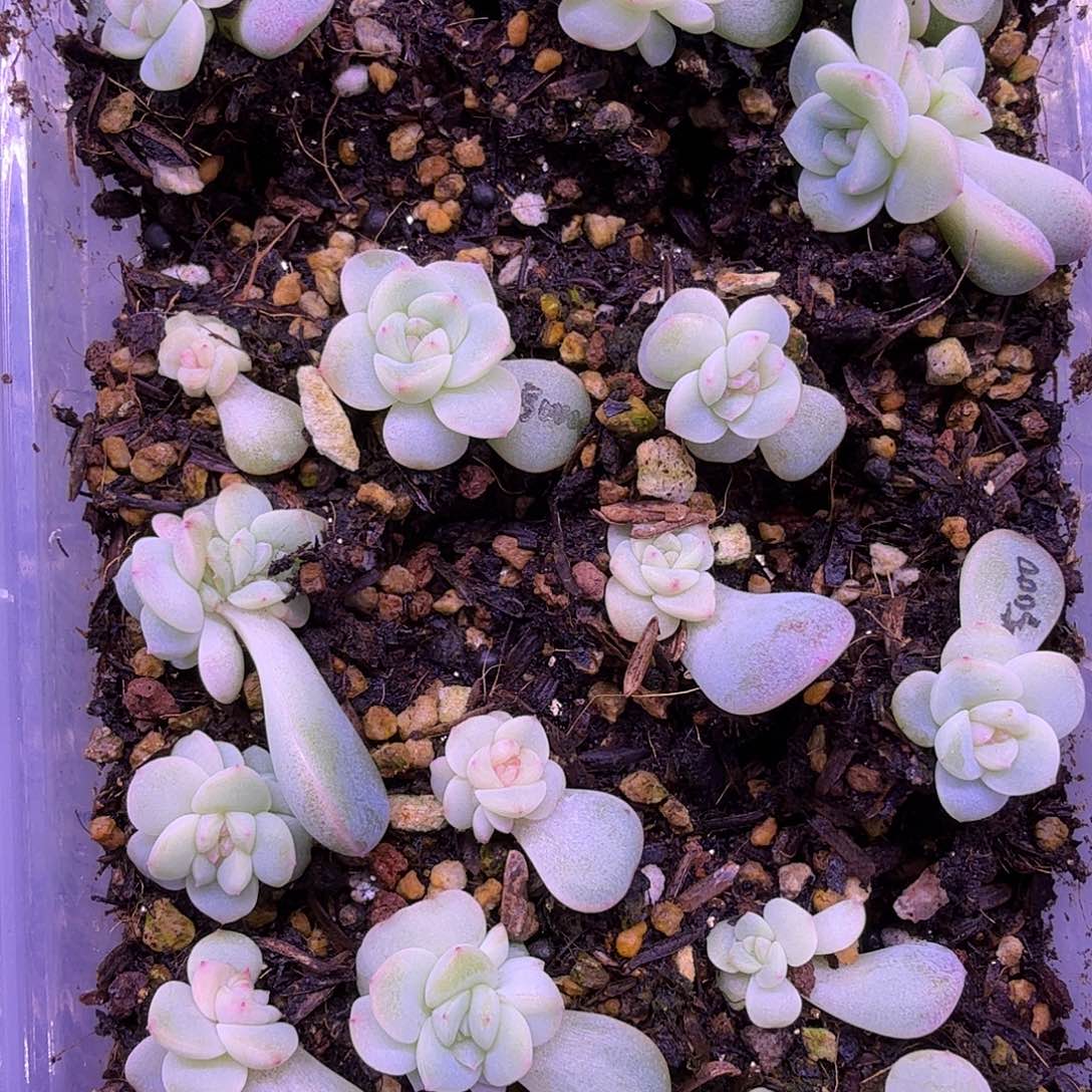 甜心5000叶插苗2颗一组随机发