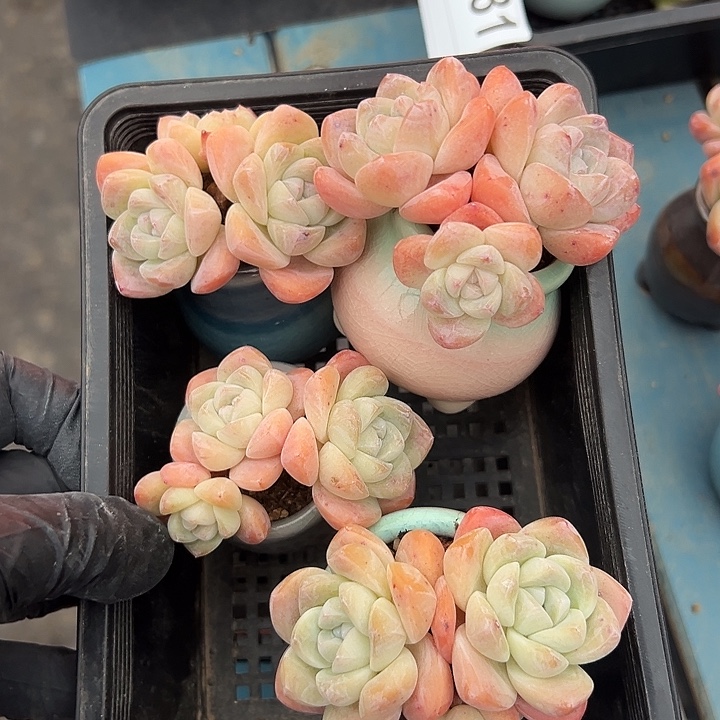 Y***n3647，四个三头冰玉带盆发