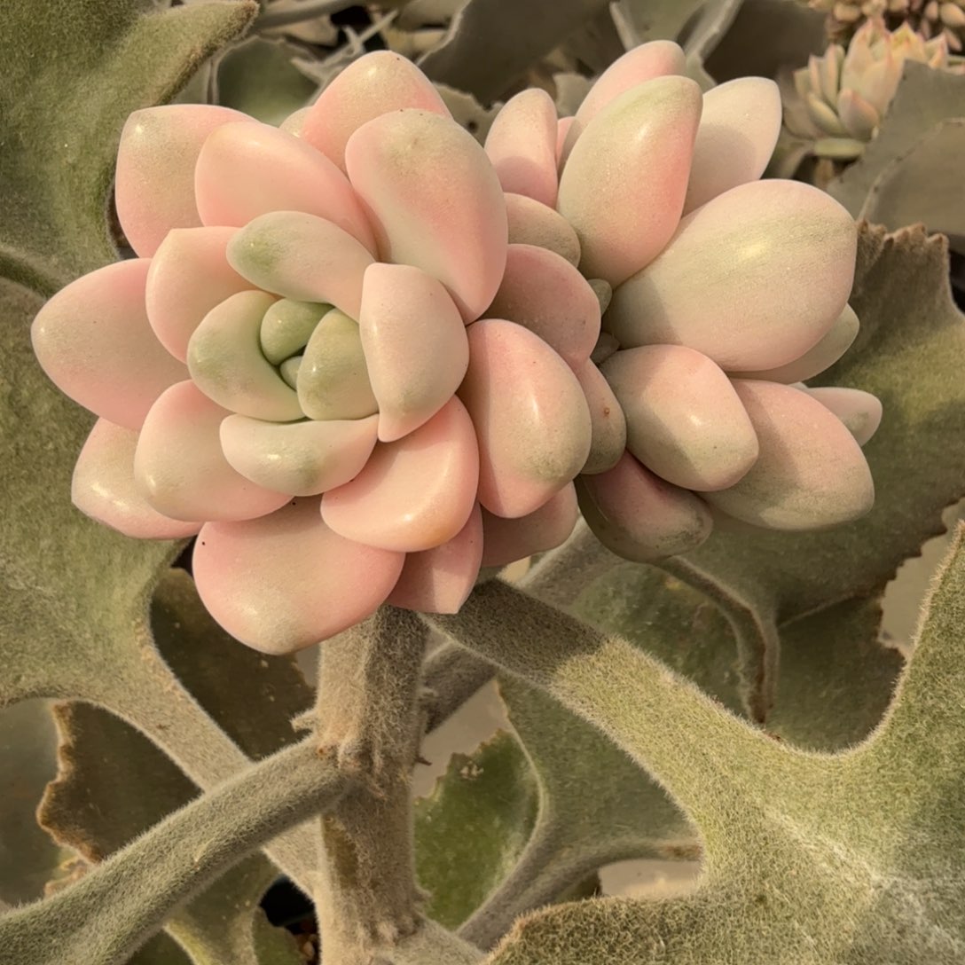 花斑鹿 双头 安吉园艺锦