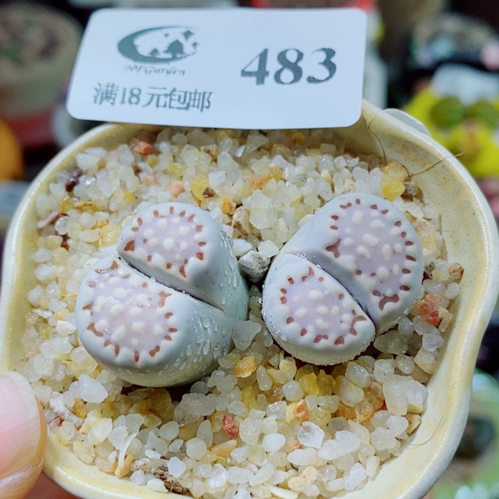 生石花花花花花花花花483