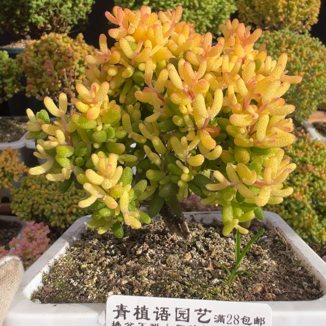 D7475糖球三号锦福利