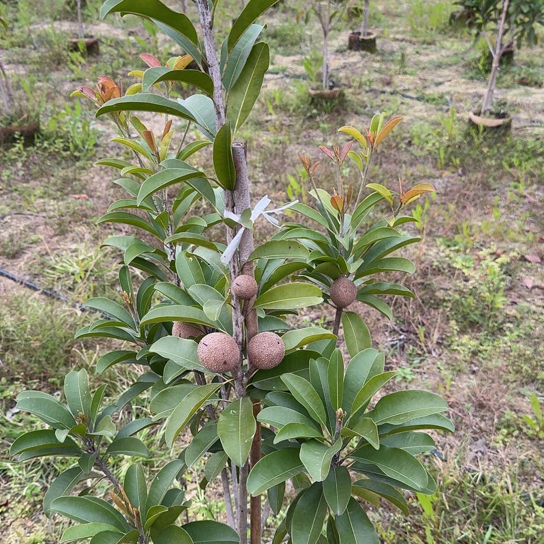 刘***莲当前无花栽培后可以开花越南