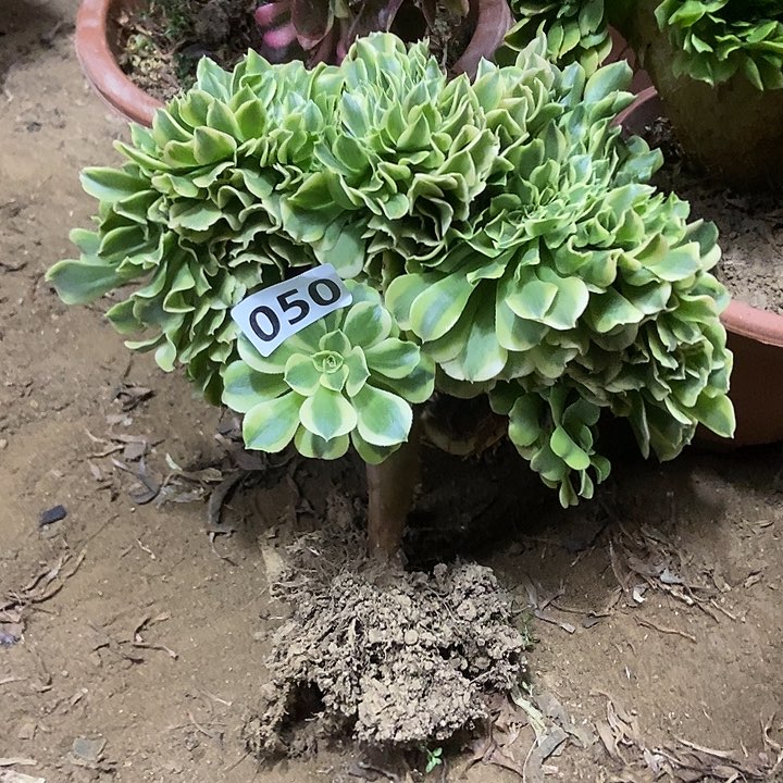 050绿豆沙缀化老板子