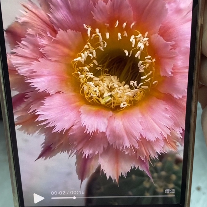 彩草羽毛1号侧芽4公分左右