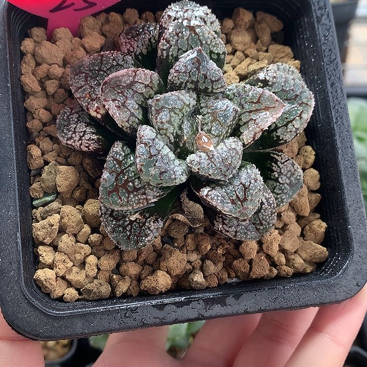 魔多一物一拍带盆