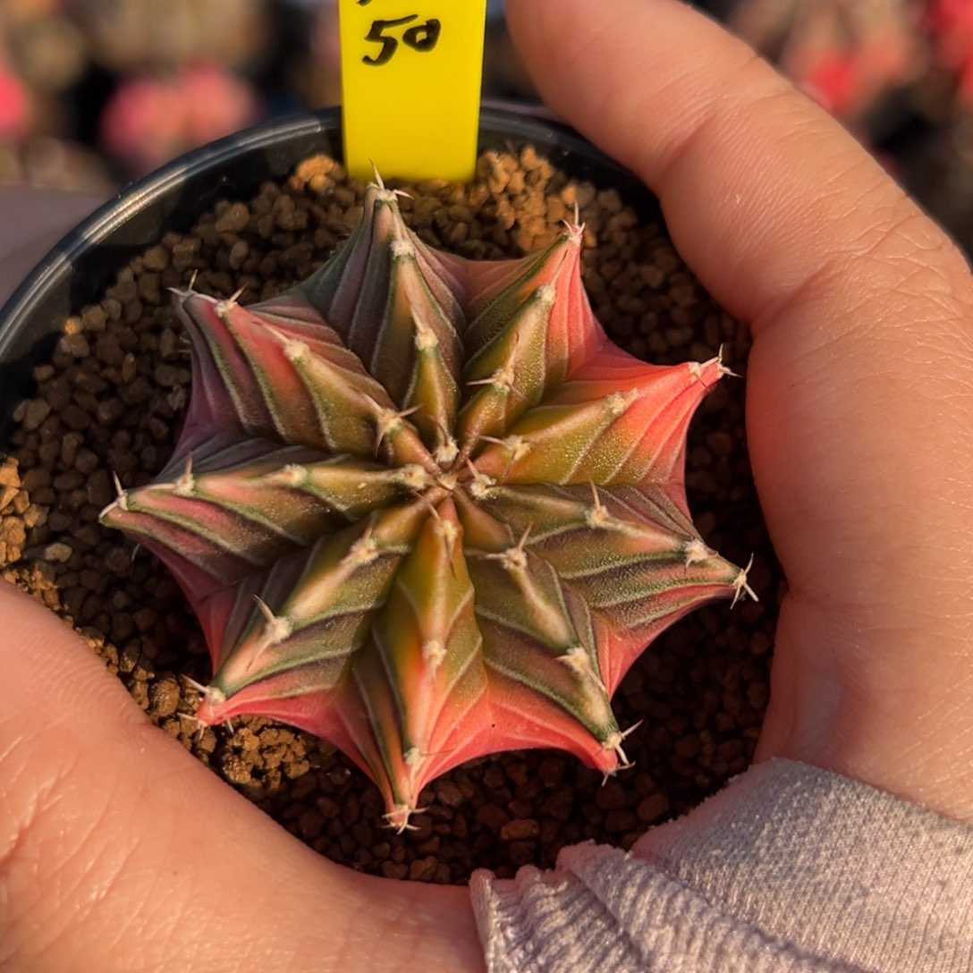 泰系实生肋骨锦A50