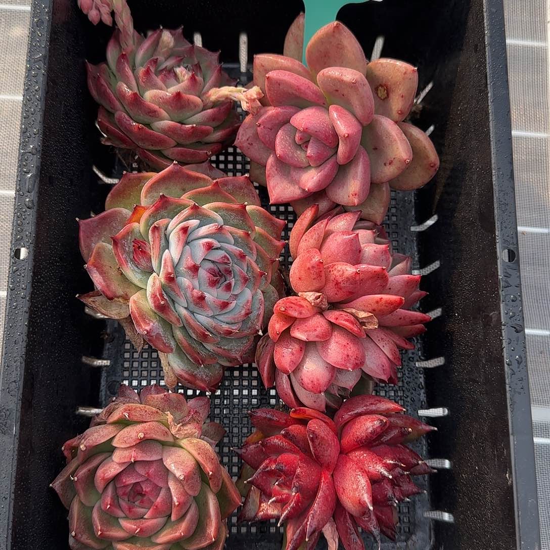 从前慢花园精选0129-28