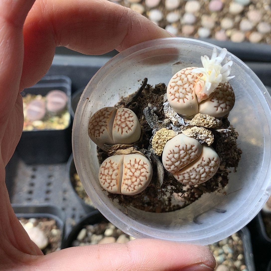 K450多肉植物保护