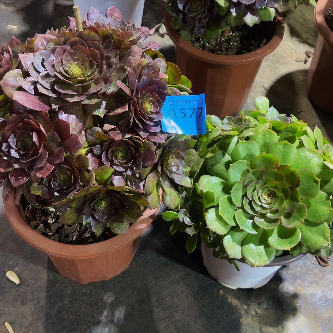 碧跳577万圣节577