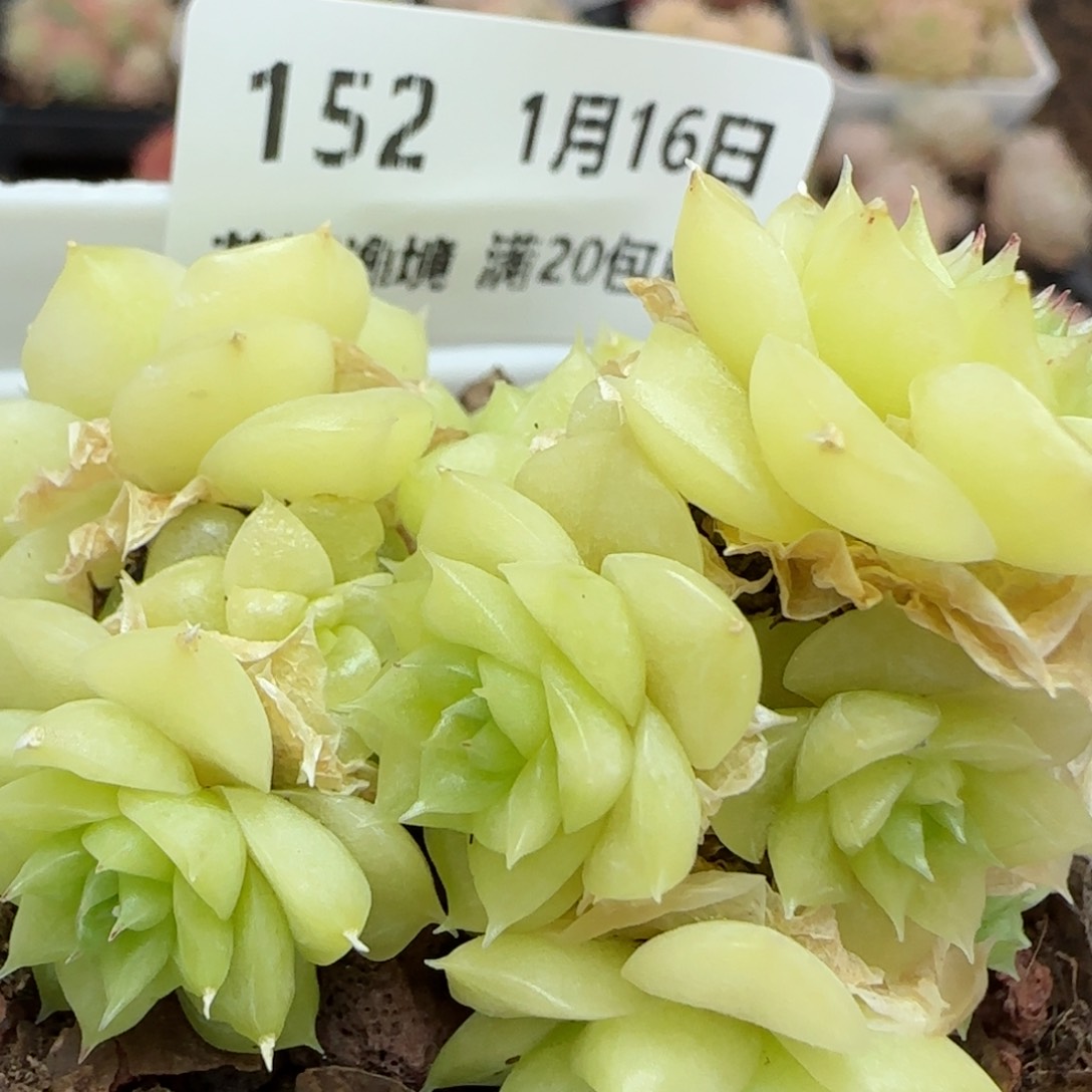 花语逸镜0116-152散