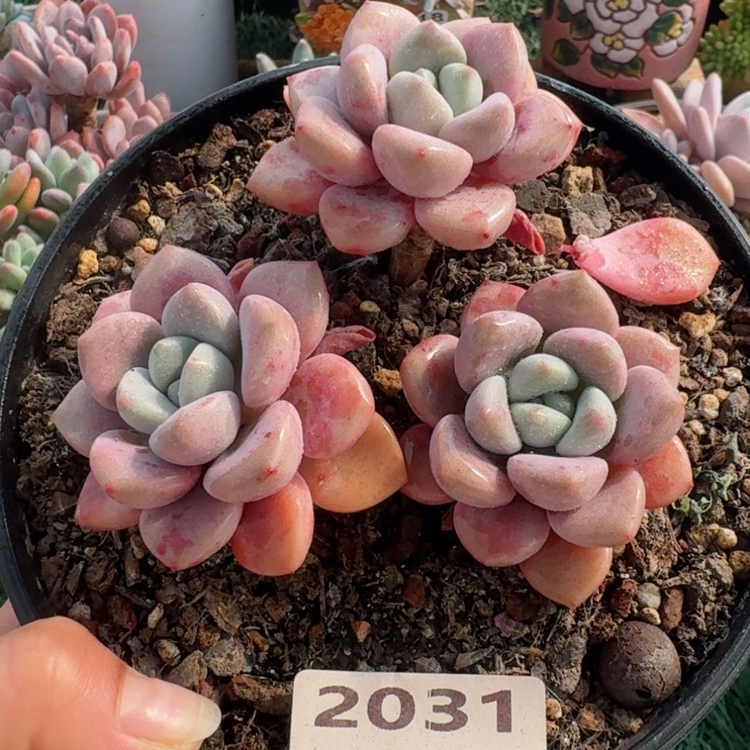 2031一物一拍（满28包邮）