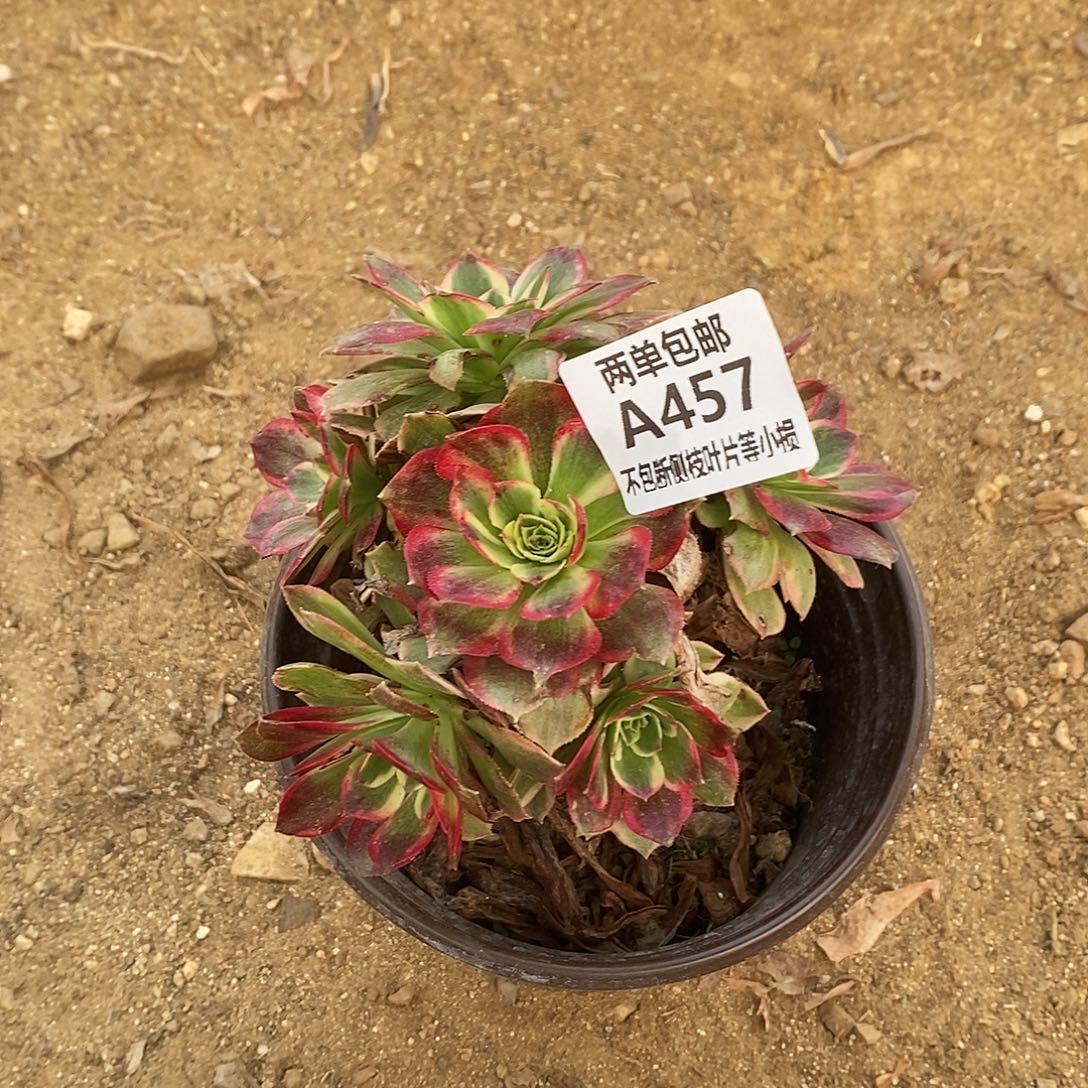 457粉体海王老桩多肉