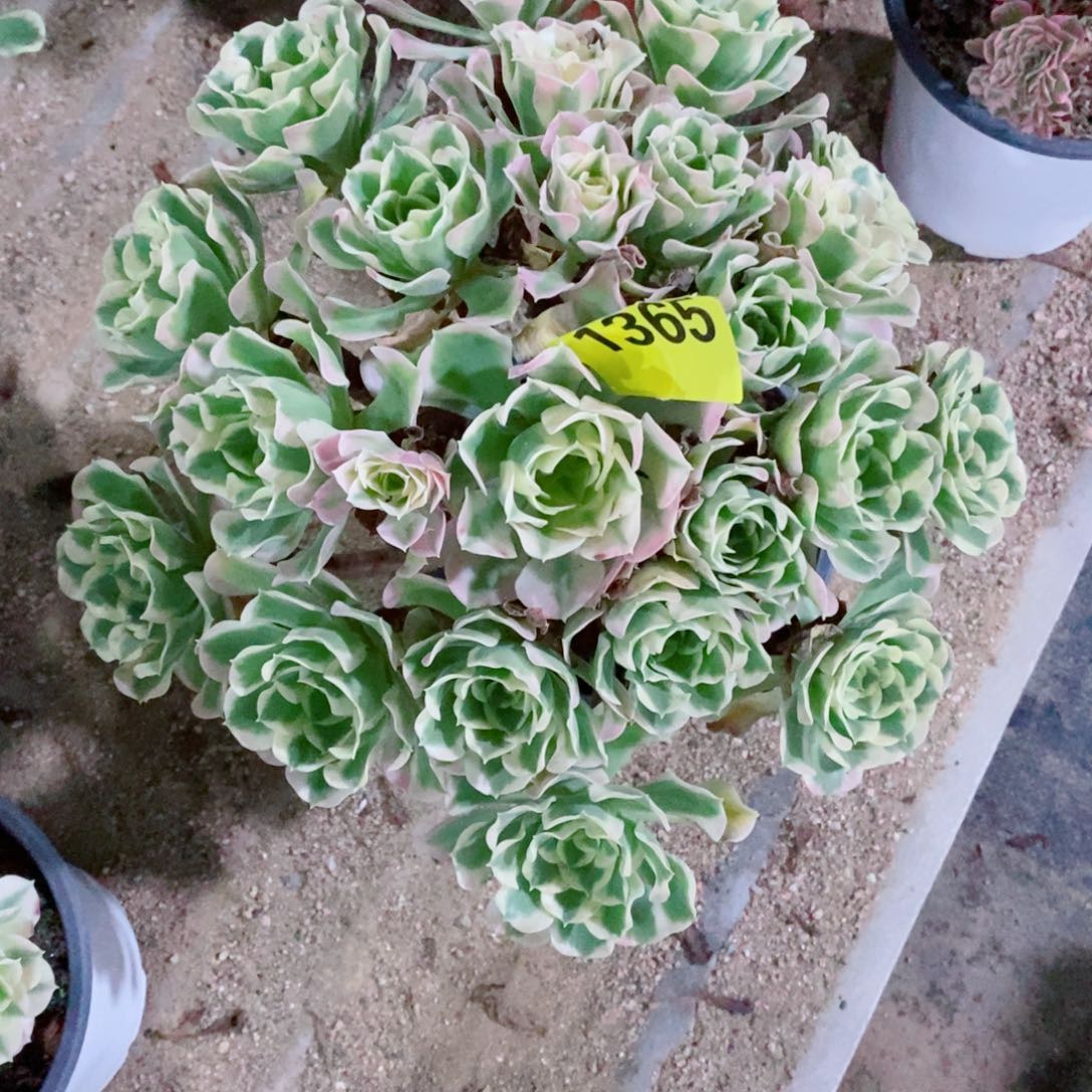 风***川雨花石多肉植物1365