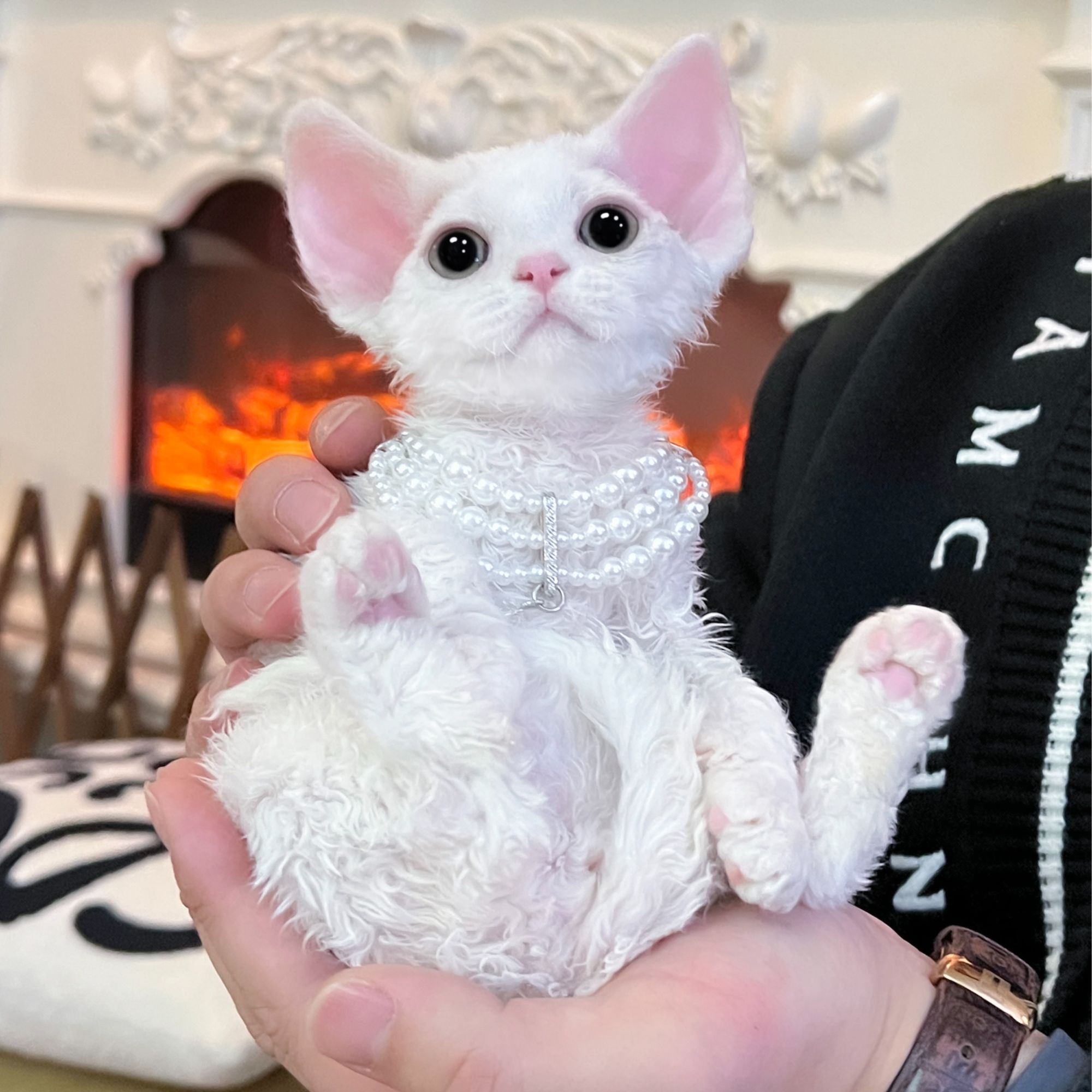 纯白德文卷毛猫猫咪活体MSY喵四爷猫舍