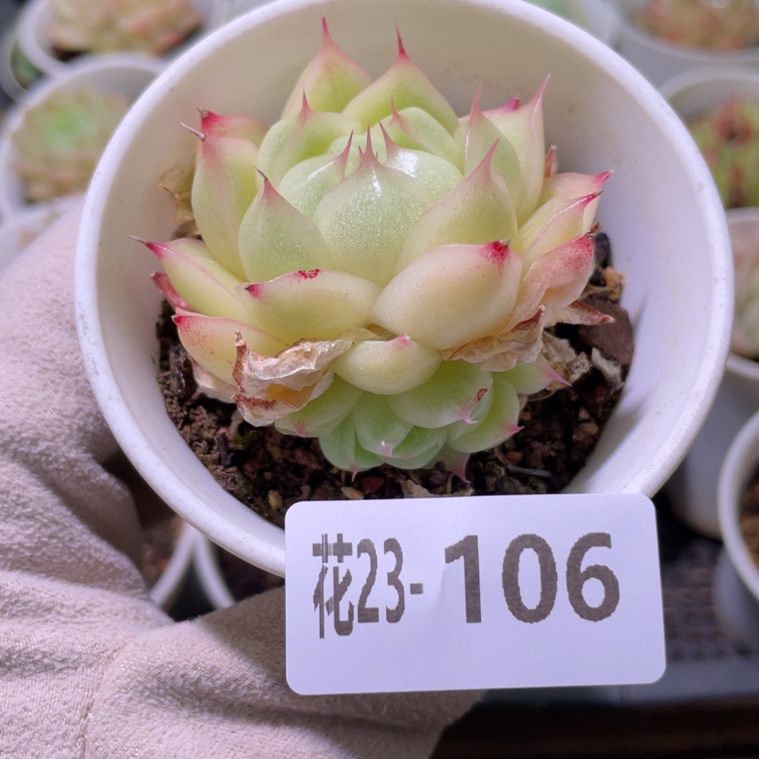 花利美23-106麦秆