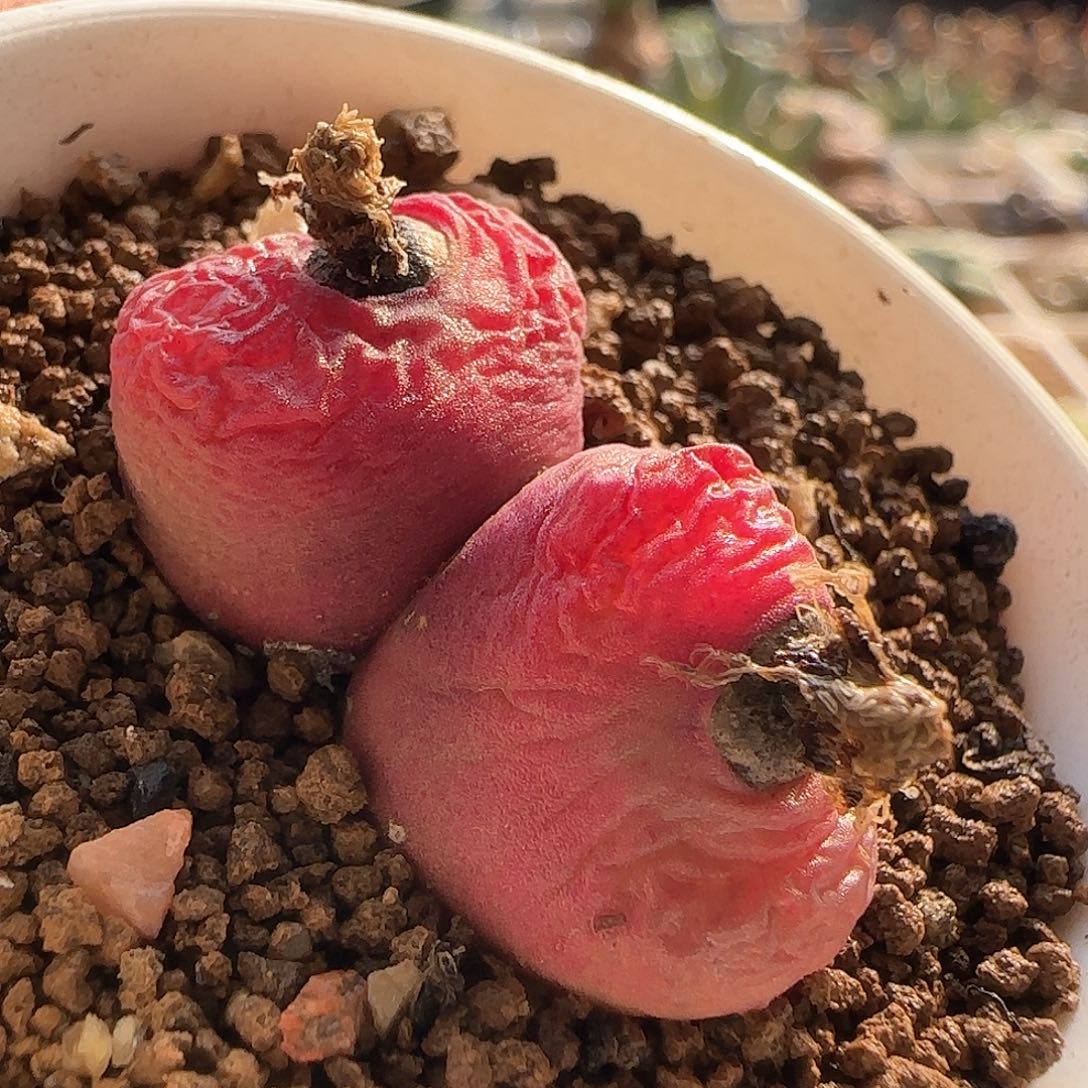 28包邮脱土发货25620