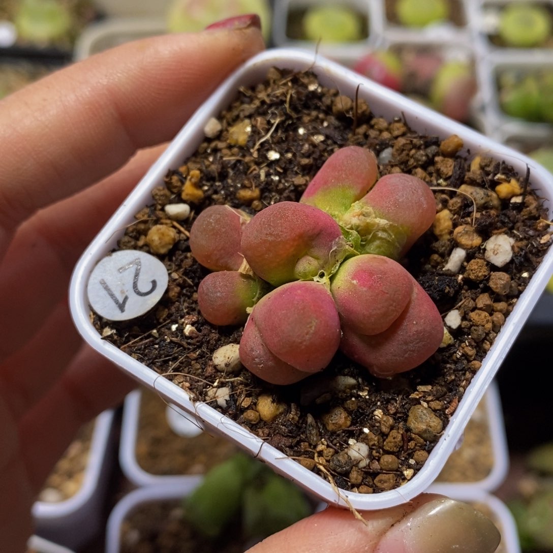 5头福利多肉植物