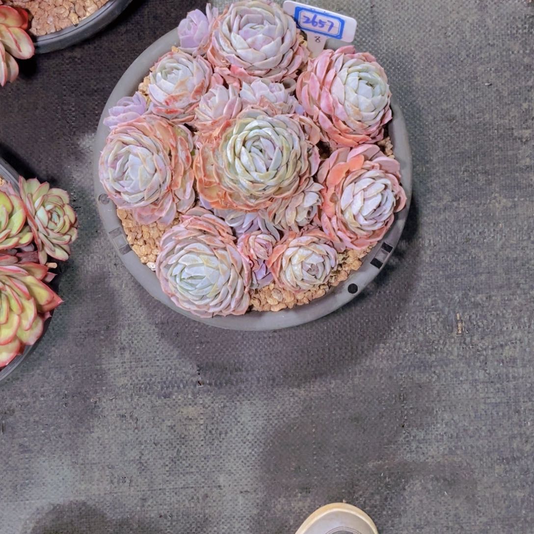 ****夏2657蓝色惊喜群物流