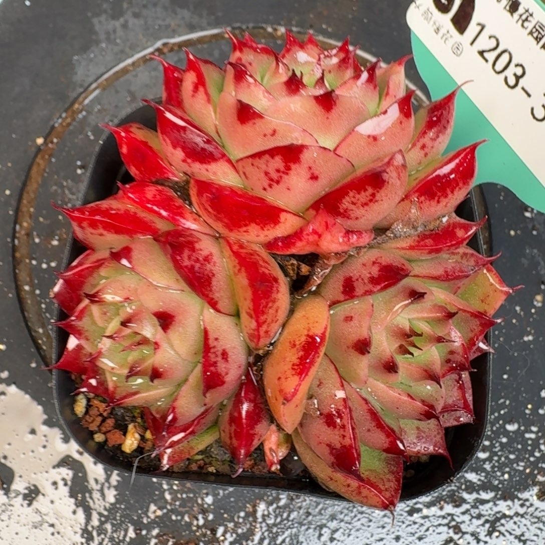 从前慢多肉精选编号1203.313