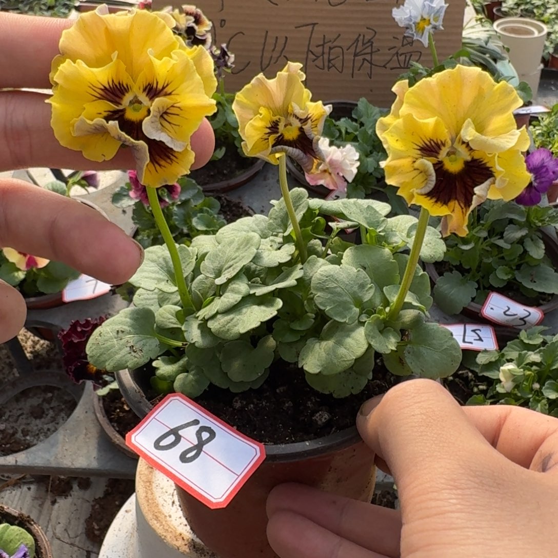 大部分花苞少量开放68