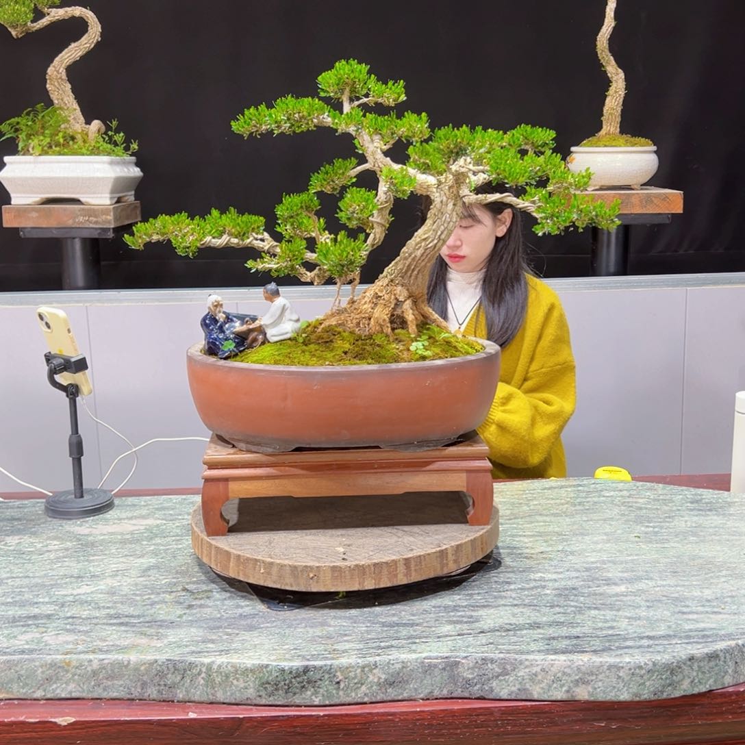 绿植黄杨盆景盆景