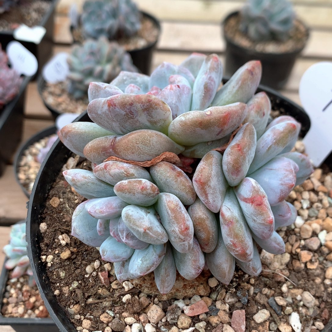 10.5厘米三头星影石化特价 74