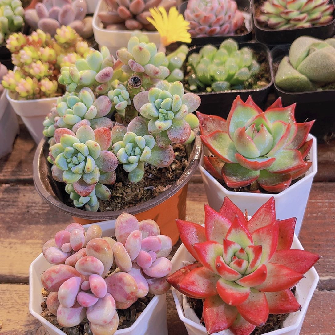 如图4盆1111111111111111