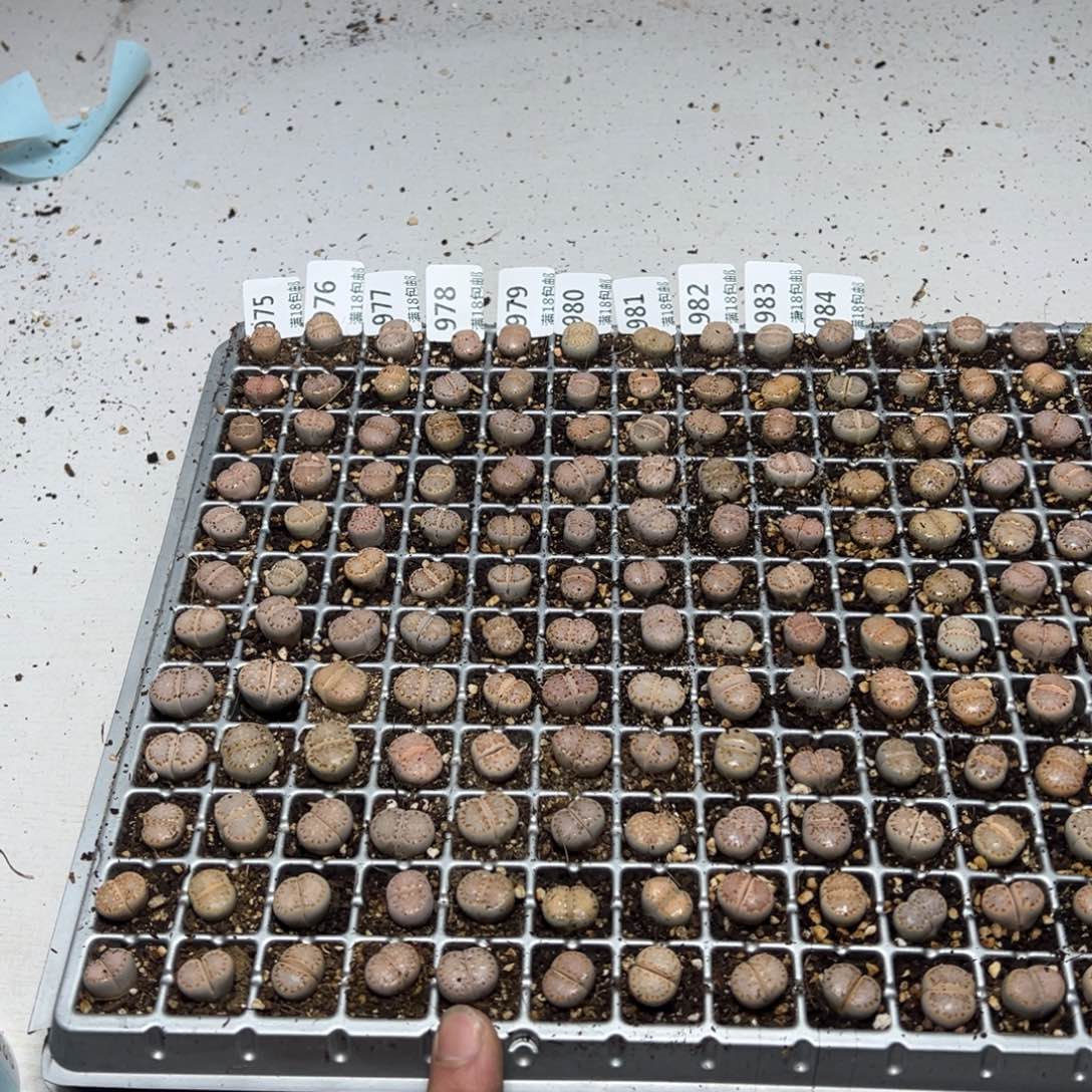 【闪购商品】 979.       