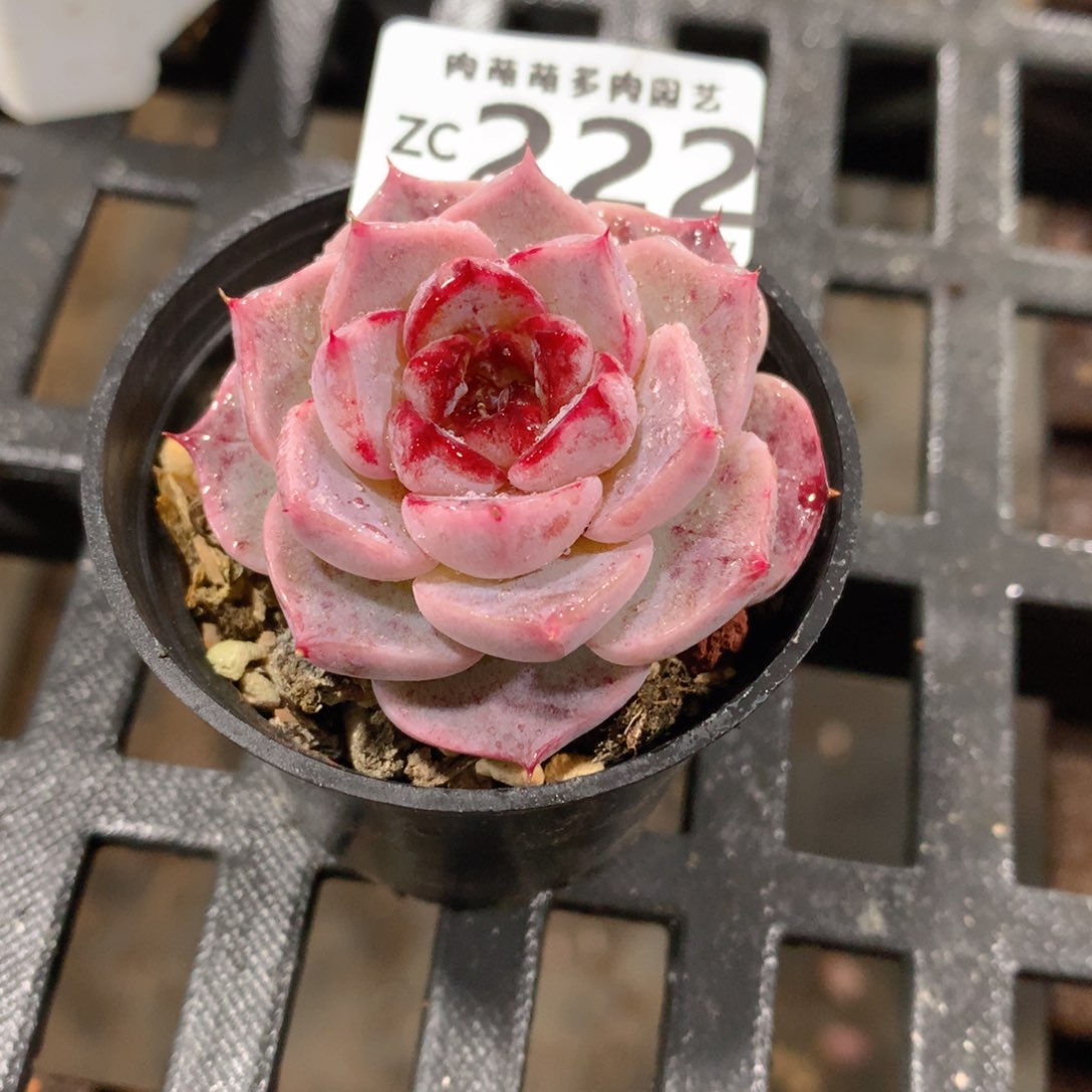 肉萌萌拇指盆精控多肉ZC222