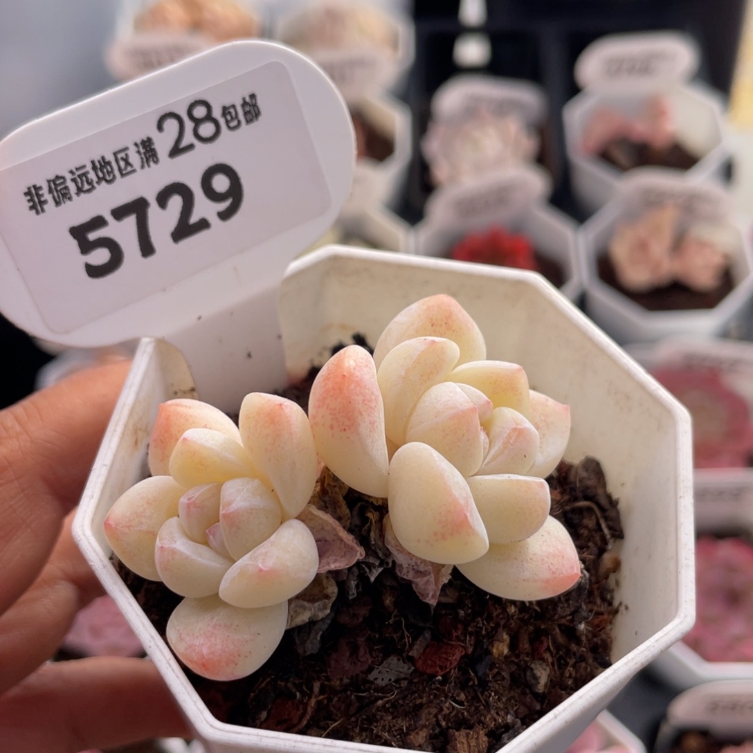 奶油冰玉5729-5.5厘米
