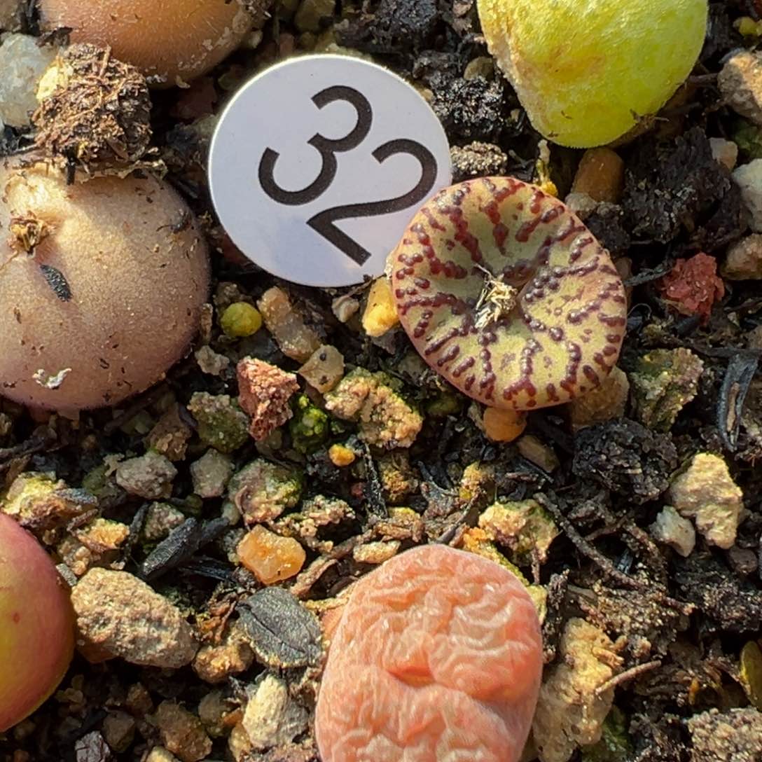 多肉植物111111111111111