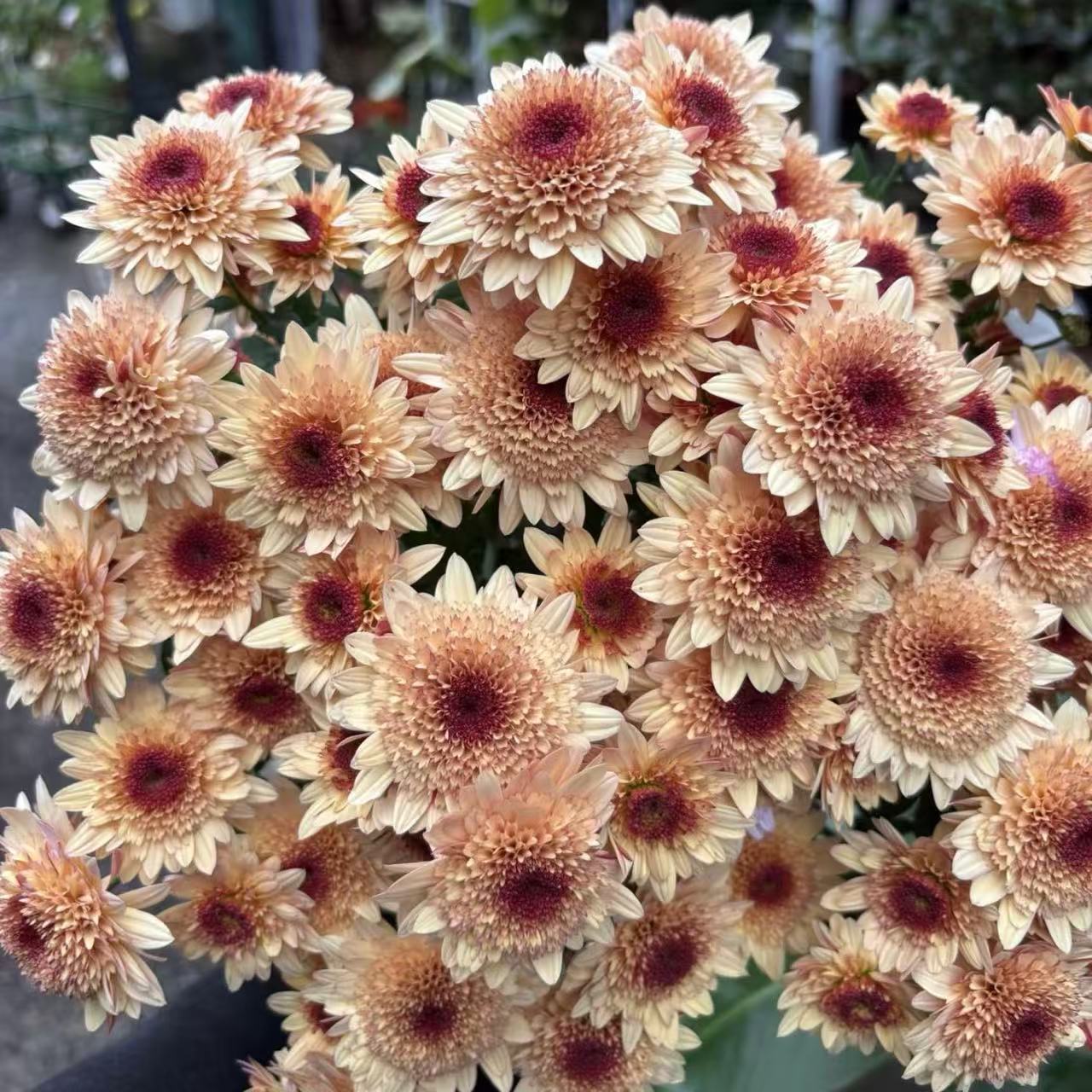 【李先生】蜂蜜泡泡菊 带花带花苞发货