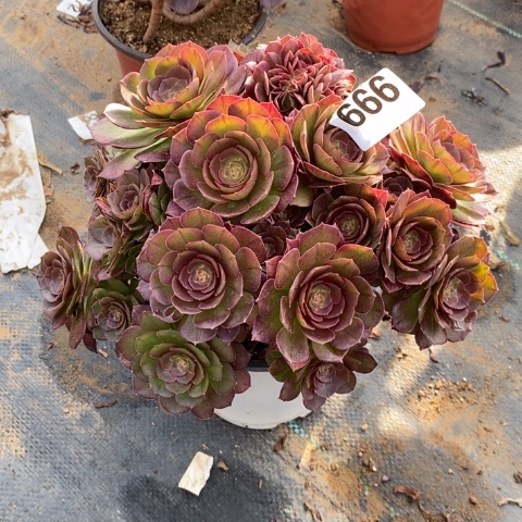 万圣节多肉植物法师不包损